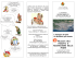 Trifold brochure Template