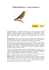 TORDO BOTTACCIO (Turdus philomelos)