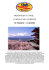 tour giappone - VIAGGI NUOVO MONDO