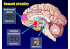 Reward circuitry