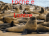 Foche e Lontre