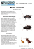 Blatta orientalis