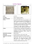 Ara Pacis Augustae