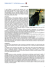 merlo indiano_f - clinica veterinaria Adler Srl
