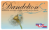 eurovernici etichetta dandelion 3 lt