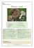 Pleurotus eryngii