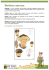 Boletus aereus:
