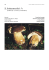 51 - Boletus aereus - Provincia di Venezia
