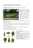 Elementi progettazione verde