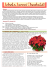 EUPHORBIA PULCHERRIMA, la “Stella di Natale” El lume delle fòle