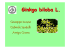 Ginkgo biloba L.