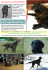 CUCCIOLI DI FLAT-COATED RETRIEVER Genitori premiati in