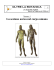 N.1 - La sezione aurea nel corpo umano