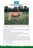 Razza Blonde d`Aquitaine