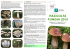 Funghi EGAPO 2015 pieghevole