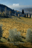 Untitled - Masi Agricola