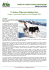X Alaskan Malamute Sleddog Days
