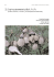 22.Coprinus atramentarius - agricoltura.provincia.venezia.it