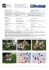 Coprinus atramentarius - Gruppo Micologico Castellano