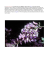 La Wisteria sinensis nota volgarmente come Glicine, originaria della