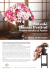 5° Satsuki Bonsai Festival
