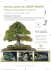 Bonsai Club Expo Contest