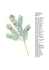 Taxus baccata L.