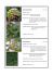 hoya macgregorii hoya mathilde