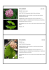 hoya aldrichii cod. 001 hoya amoena cod.002