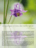 L`aquilegia, il fiore dai mille segreti