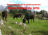 Razze bovine da latte