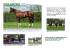 VINCITORE DI BREEDERS CUP E CAMPIONE DEI PADRI DI DUE