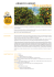 ARANCIO AMARO Citrus aurantium