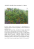 ARANCIO AMARO (Citrus aurantium L.) – Rutacee L`Arancio amaro