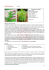 Artemisia Annua L. - OldPassionPlant Coltivazione piante di