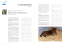 Le crisi epilettiche - Select Breeders Services