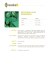 PATCHOULI OLIO ESSENZIALE