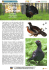 Il gallo cedrone è uno dei più grandi uccelli della nostra fauna, dato
