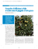 articolo giuggiolo frutticoltura CossioBassi