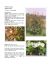 Photinia x fraseri origine orticola (P. glabra x P. serratifolia