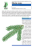 Picea abies Abete rosso