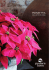 PoinsettiA - Podere Luen
