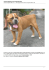 American Bulldog trovato Colle Monastero