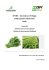 Attività in serra su rucola e spinacio