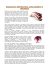 radicchio: depurativo, cura diabete e insonnia