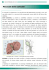 Mucocele - Clinica Veterinaria Gran Sasso