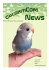 questo numero del giornalino - Cocorite e Pappagallini Ondulati
