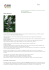 Salvia divinorum