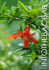 INTO THE BAOBAB - ITCS G. Salvemini