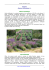 Salvia officinalis L - Pianteofficinali.org